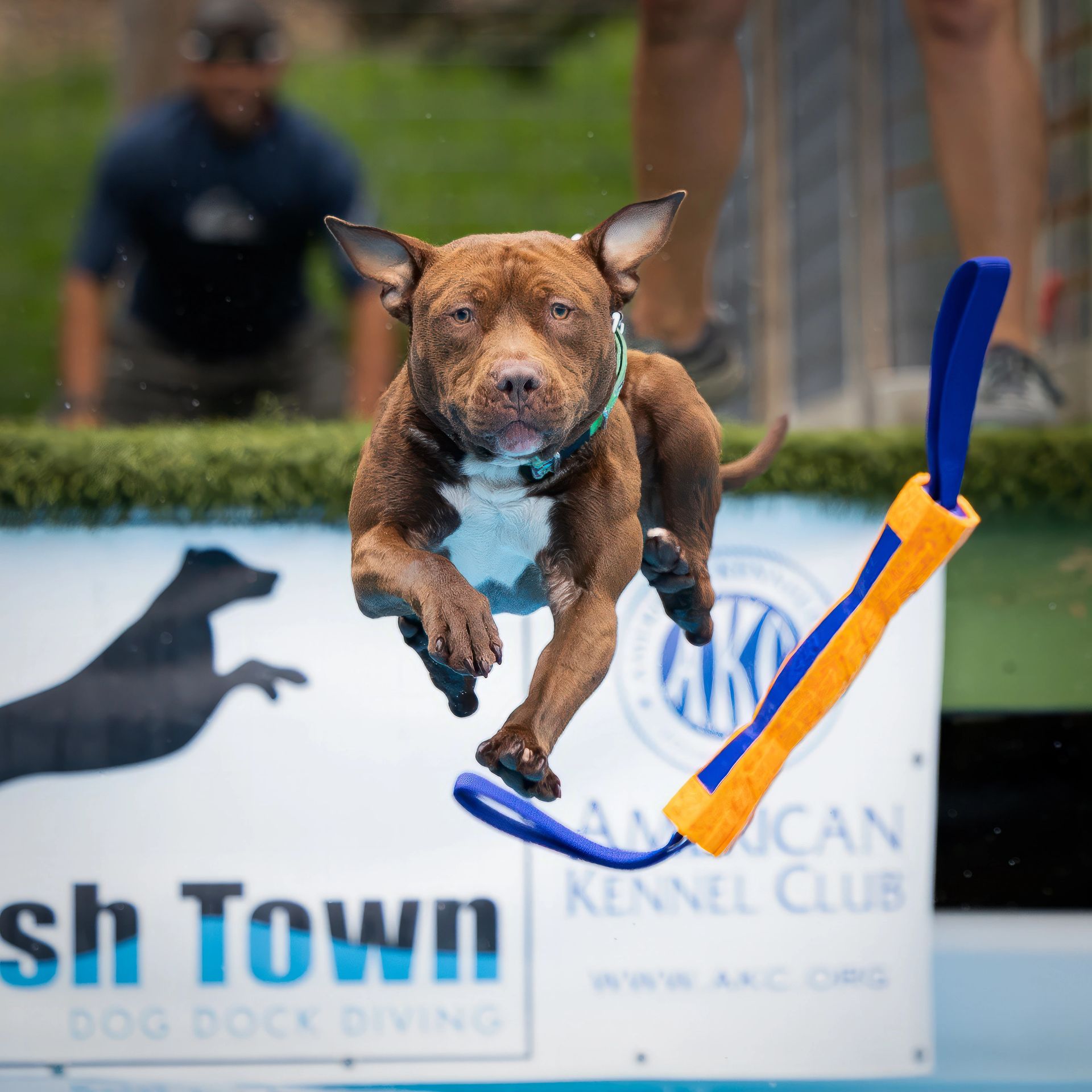 Dock diving action photography at Splash Town Warwick